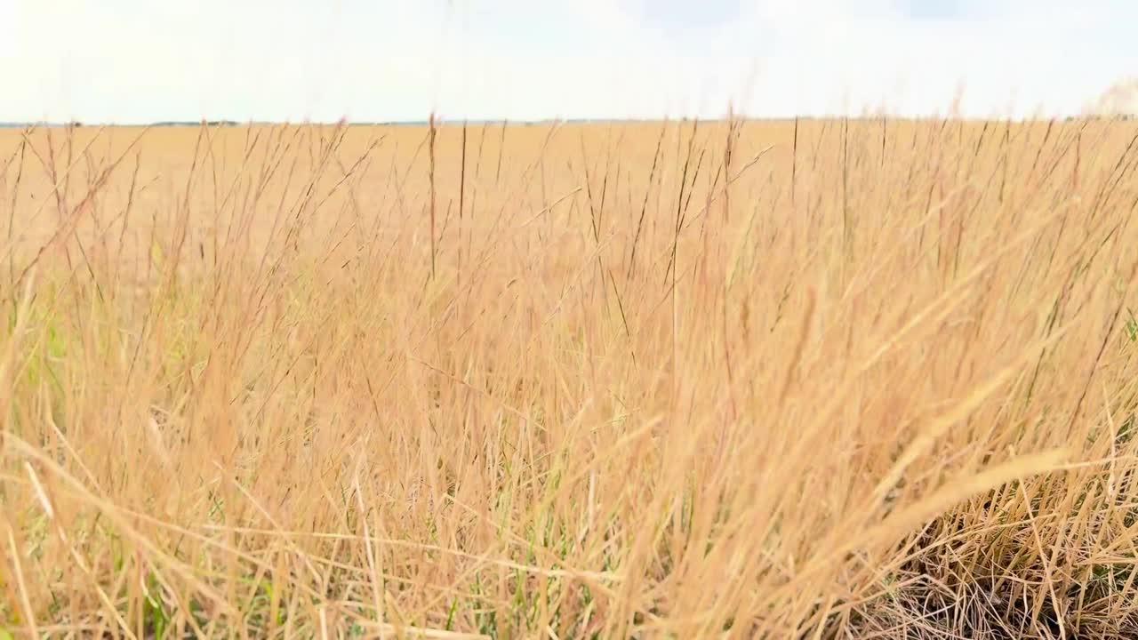 Helle Halme vor einem Feld: Vorschau auf den kurzen Film.