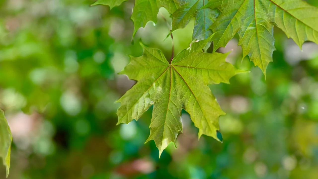 Ein grünes, gelapptes Blatt mit rötlichen Adern und Stiel vor unscharfem Grün.