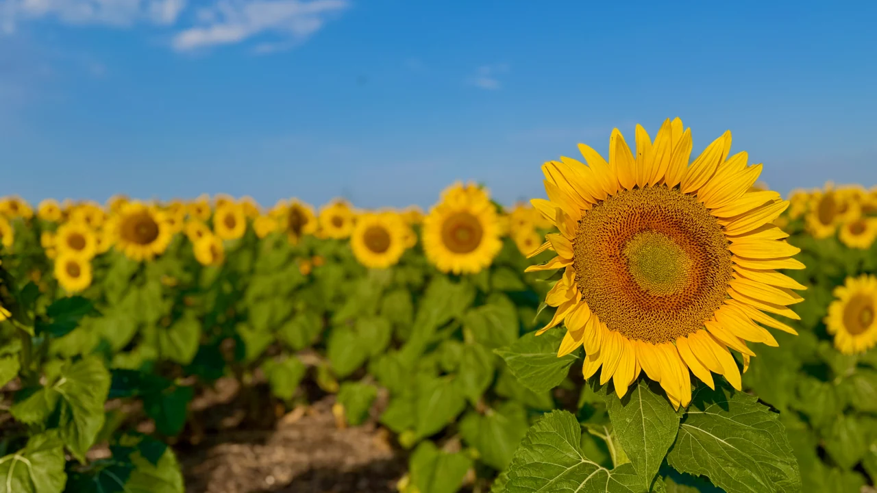 Eine große gelbe Sonnenblume vor weiteren Sonnenblumen und blauem Himmel.